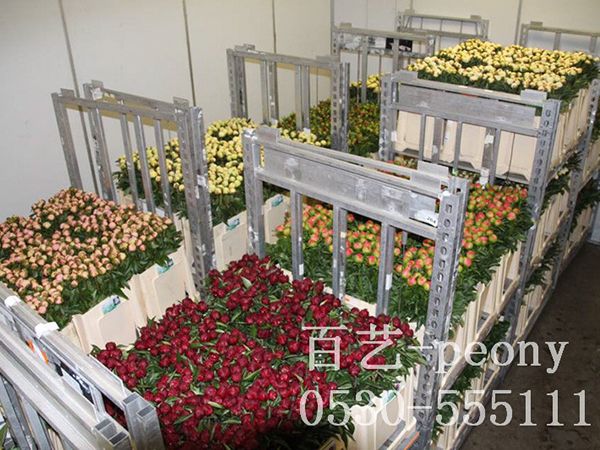 芍藥切花在冷庫(kù)中儲(chǔ)存