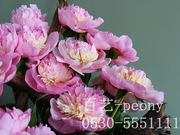 天 使臉頰切花展示