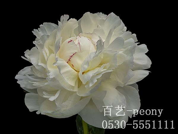 mary-e-nicholls瑪麗尼古拉斯