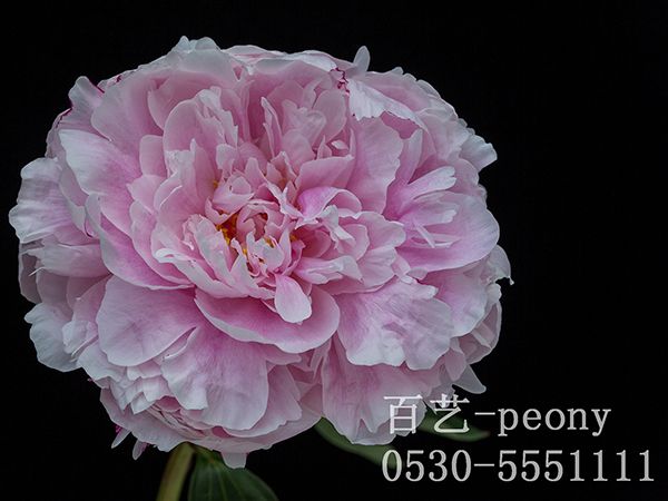 sarah-bernhardt沙拉