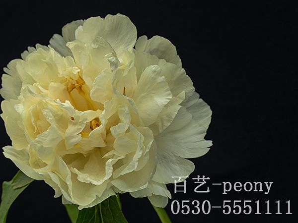 sunny-girl陽(yáng)光女孩