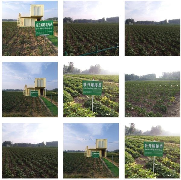 基地進(jìn)口芍藥紅色魅力