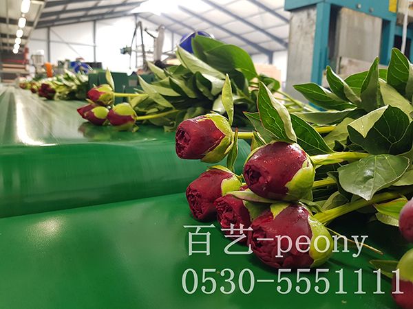 芍藥鮮切花生產(chǎn)線