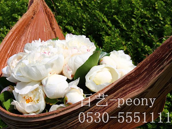 白色芍藥切花展示