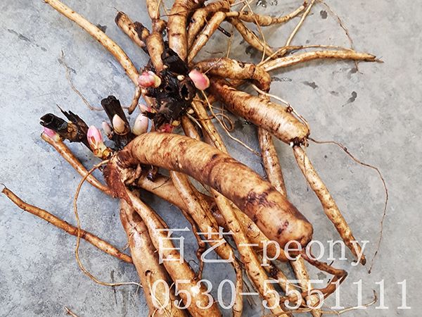 切花芍藥分株苗