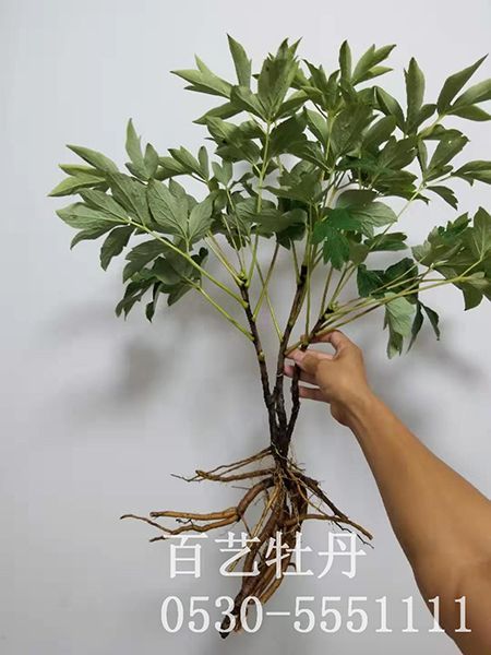 怎么才能讓牡丹花開(kāi)的更好