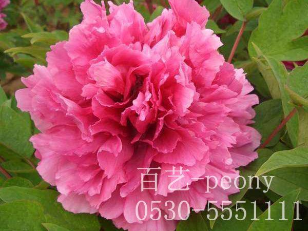 small4_15647124776931486.jpg 觀賞牡丹種植基地