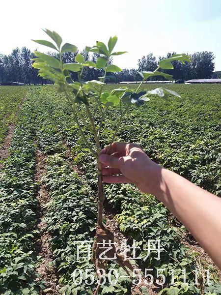 油用牡丹苗的根部病蟲害有哪些